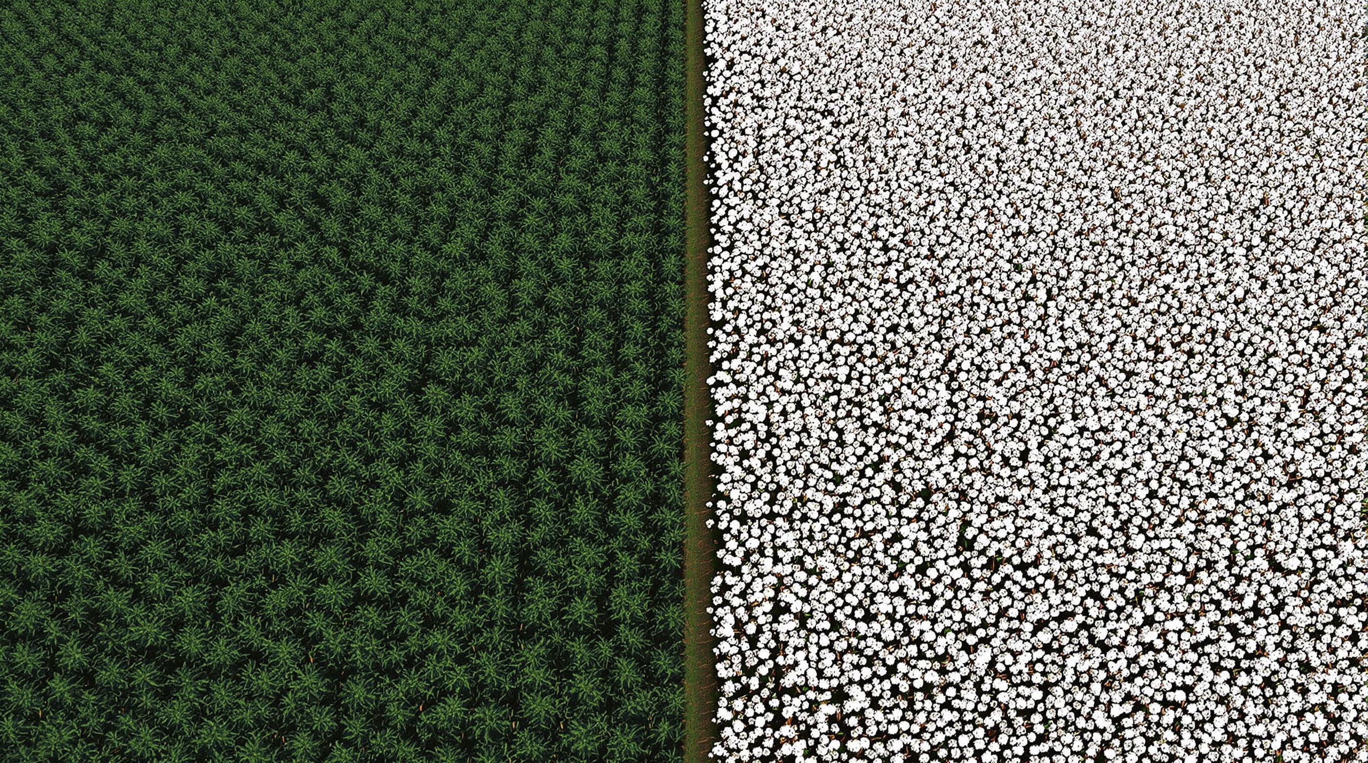 Comparison of lush hemp field vs sparse cotton field