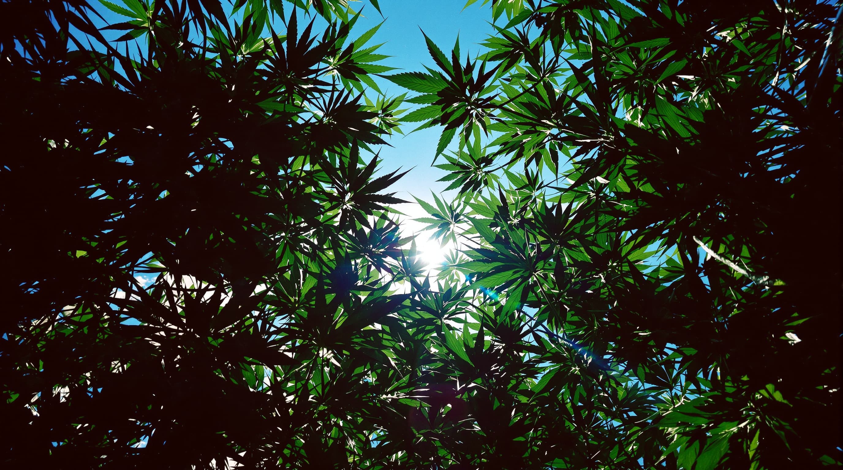 Hemp canopy from below, sun through the leaves