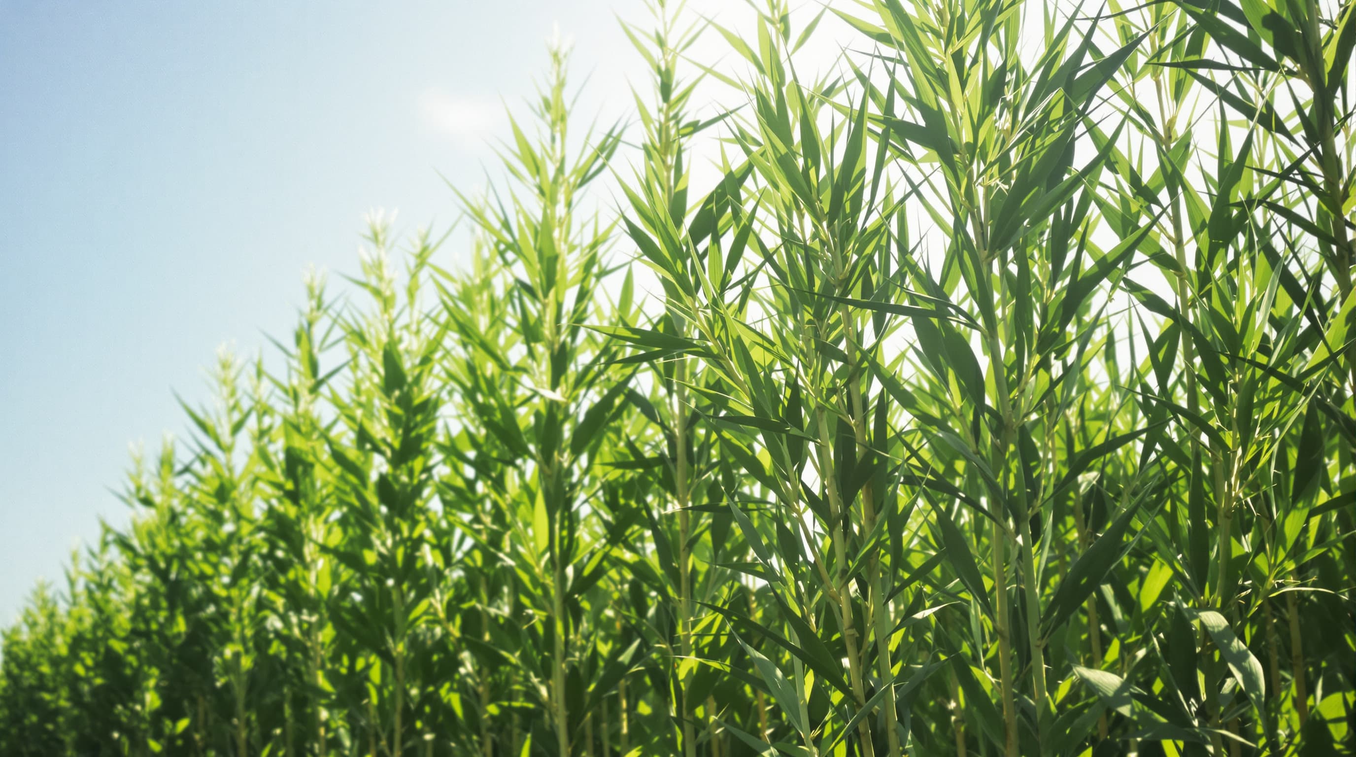 Hemp plant growth from seedling to four-metre stalk