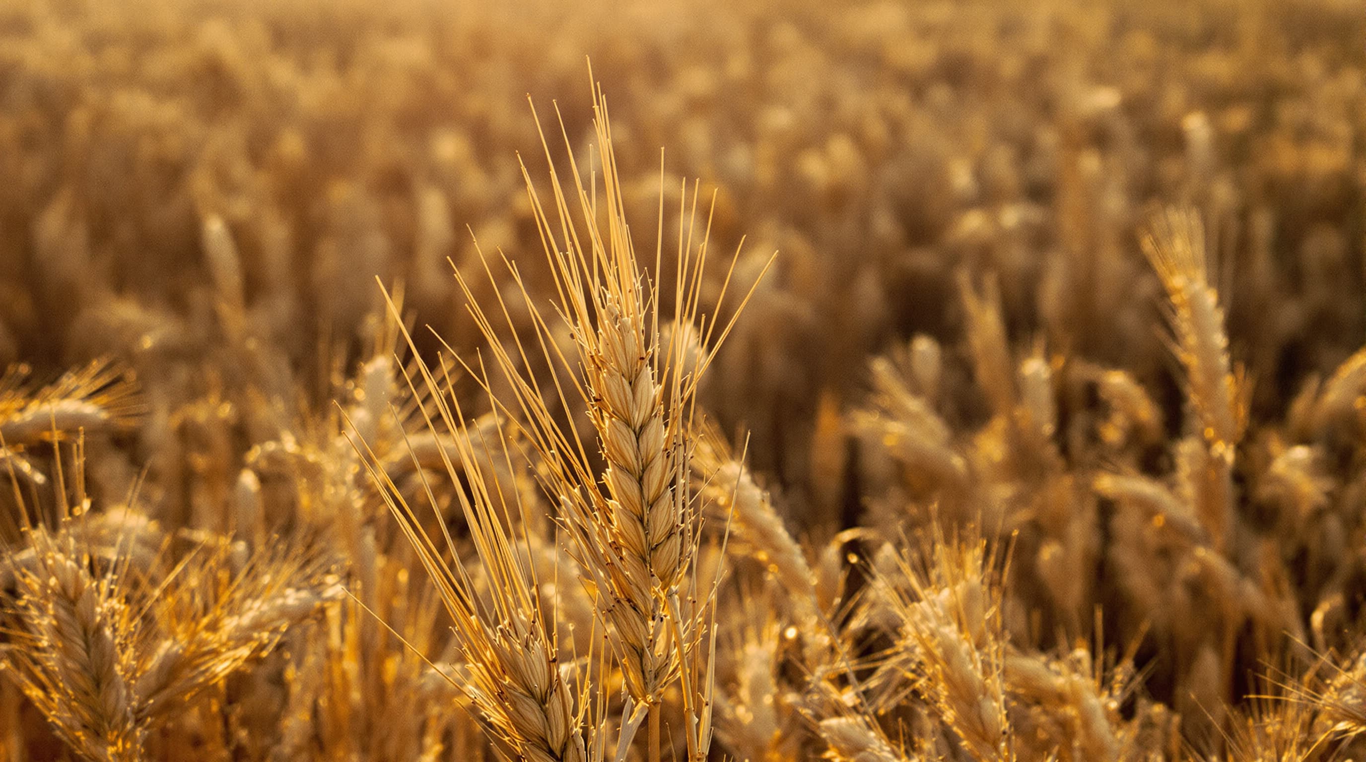 Wheat field after hemp rotation