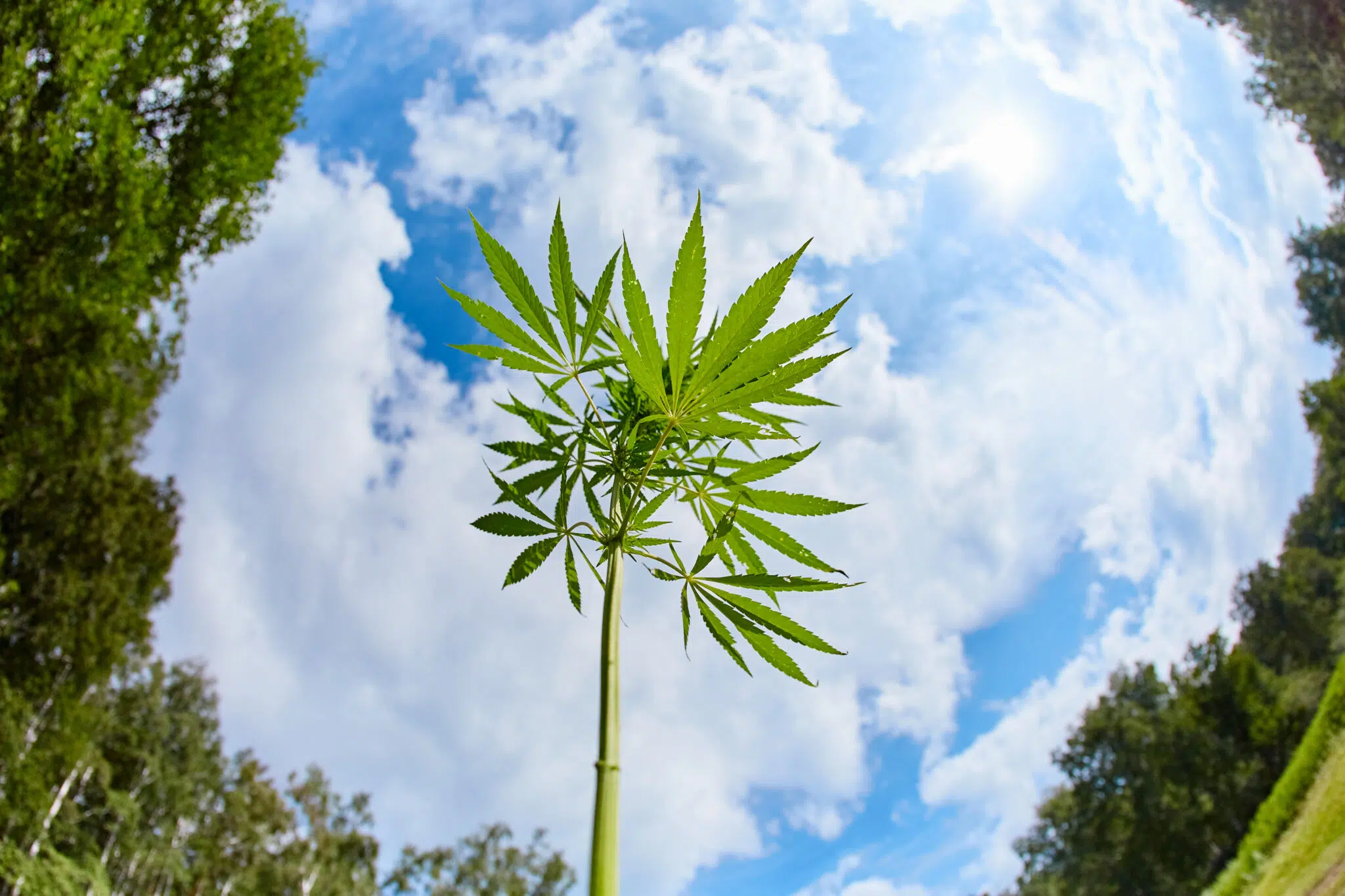A single hemp plant photographed from below against a bright, cloud-streaked sky