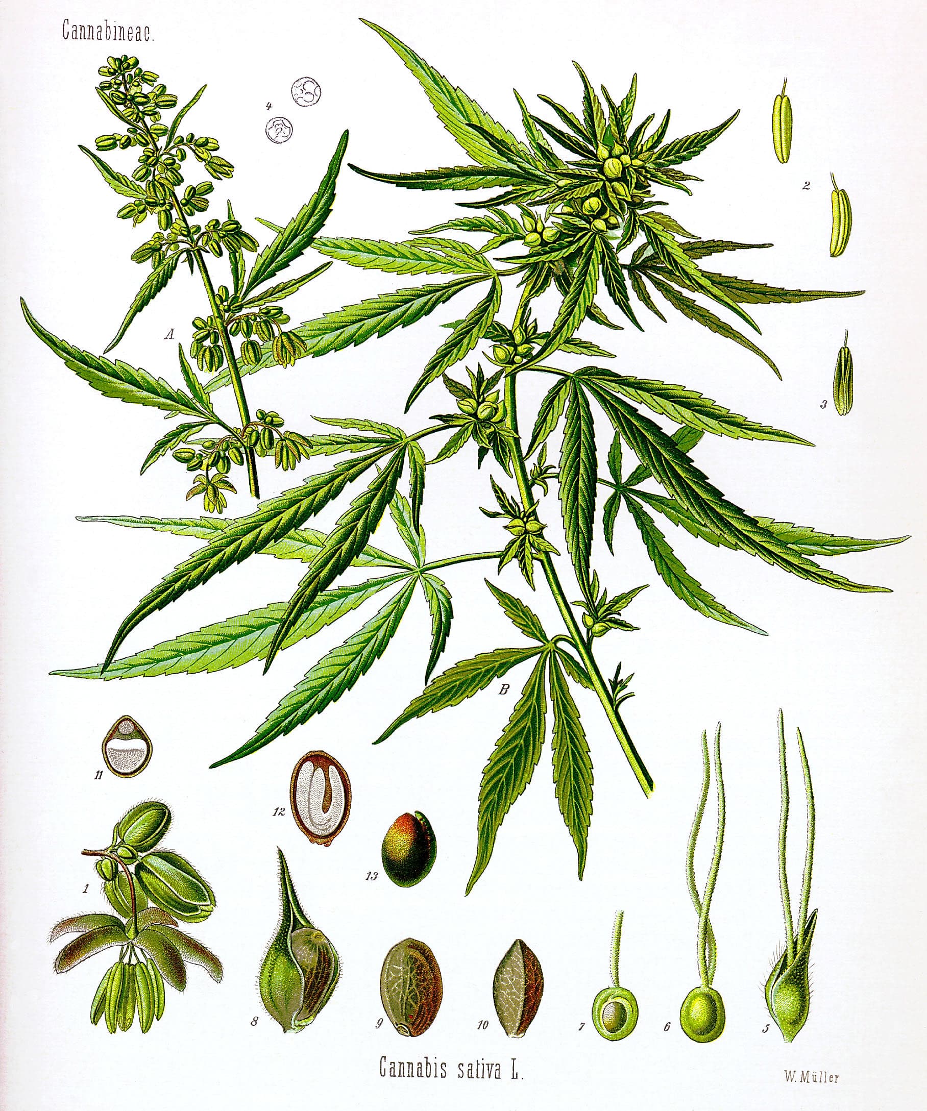 Köhler's Cannabis sativa, 1887