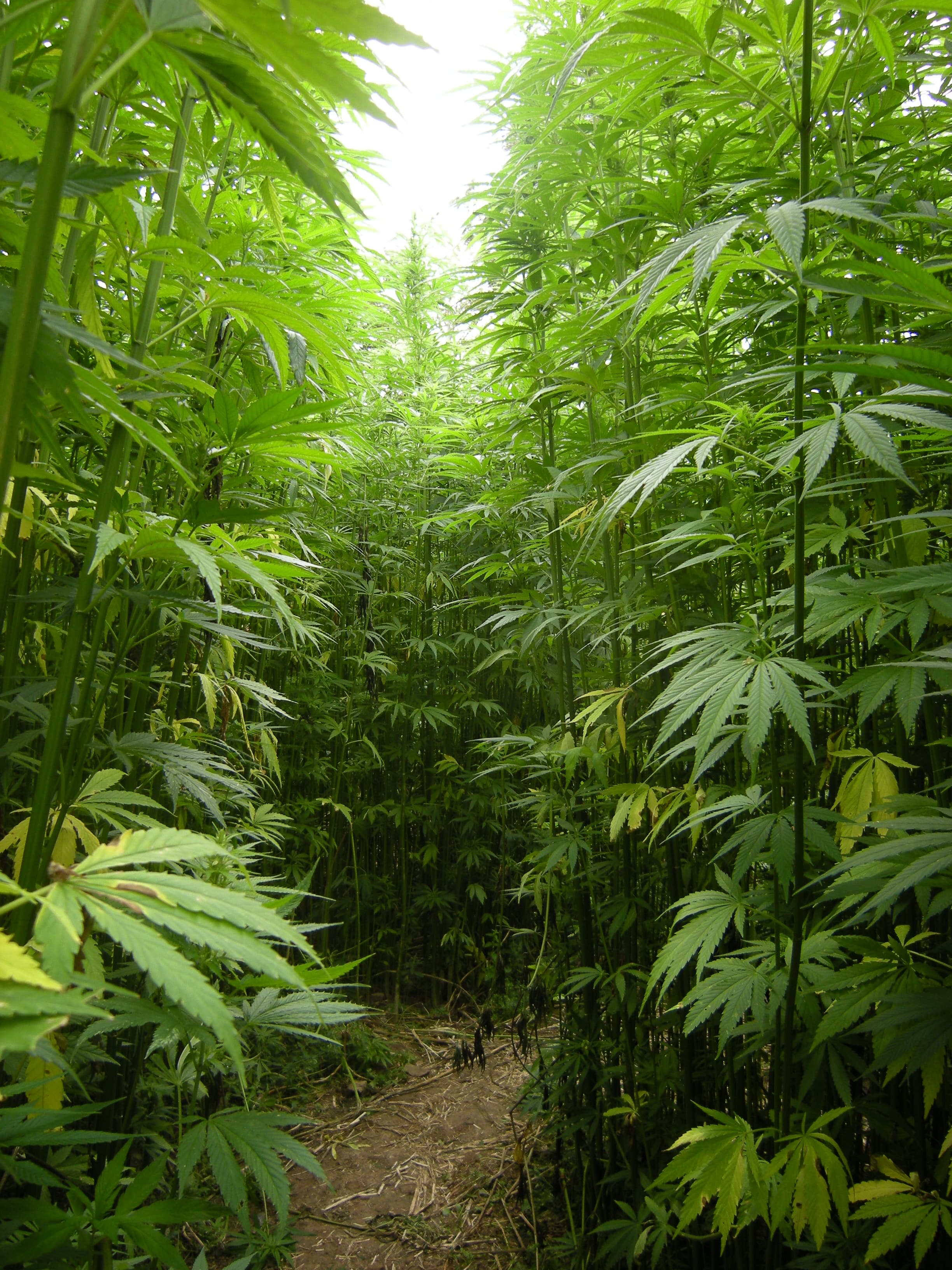 Historical hemp scene at La Roche-Jagu, Brittany