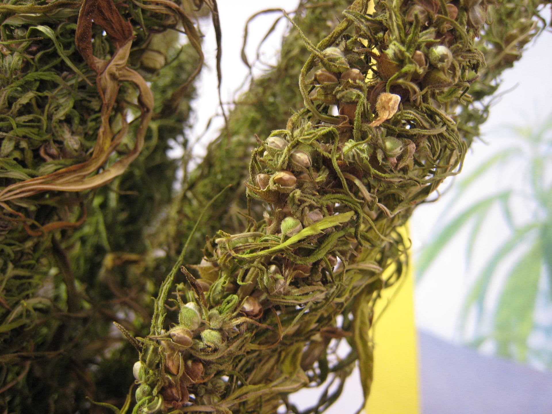 Hemp seed bunch close-up