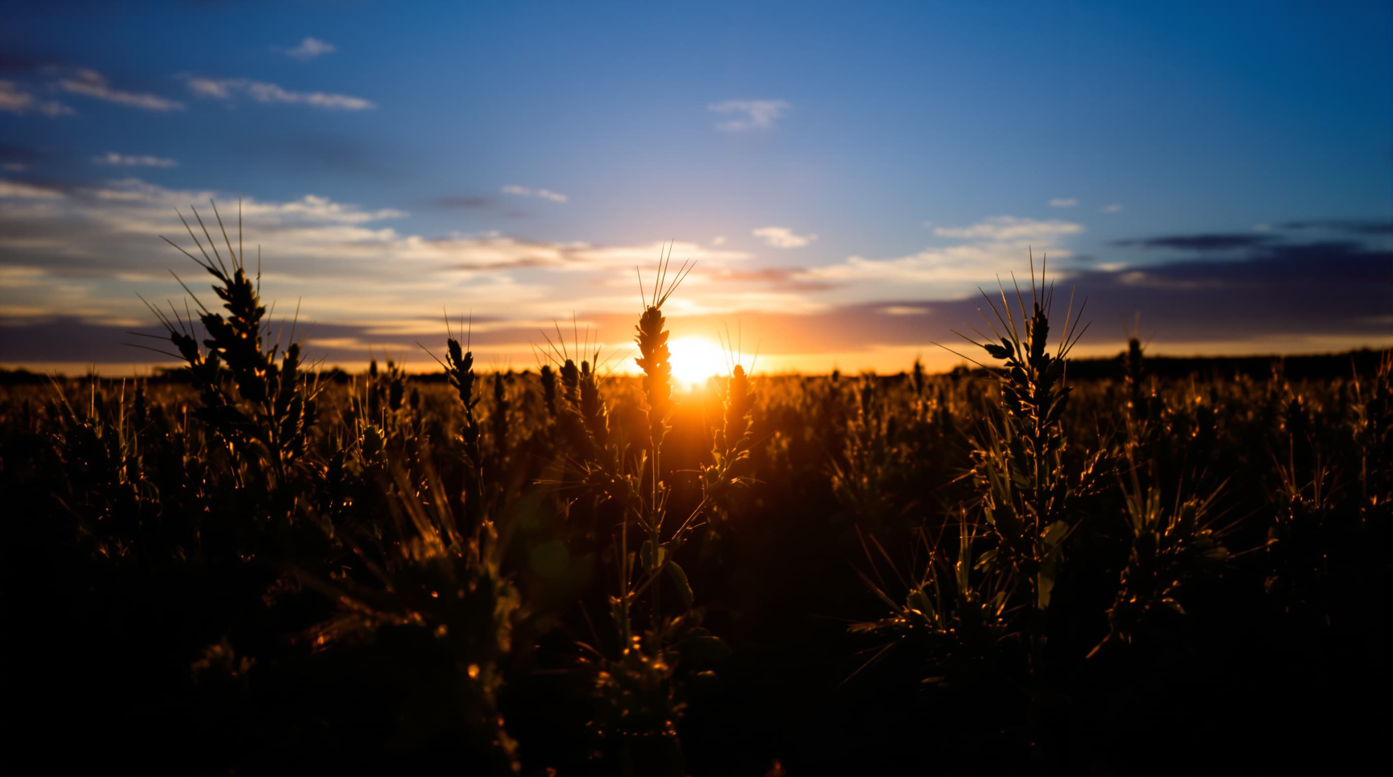 Hemp plant flowering under photoperiod lights