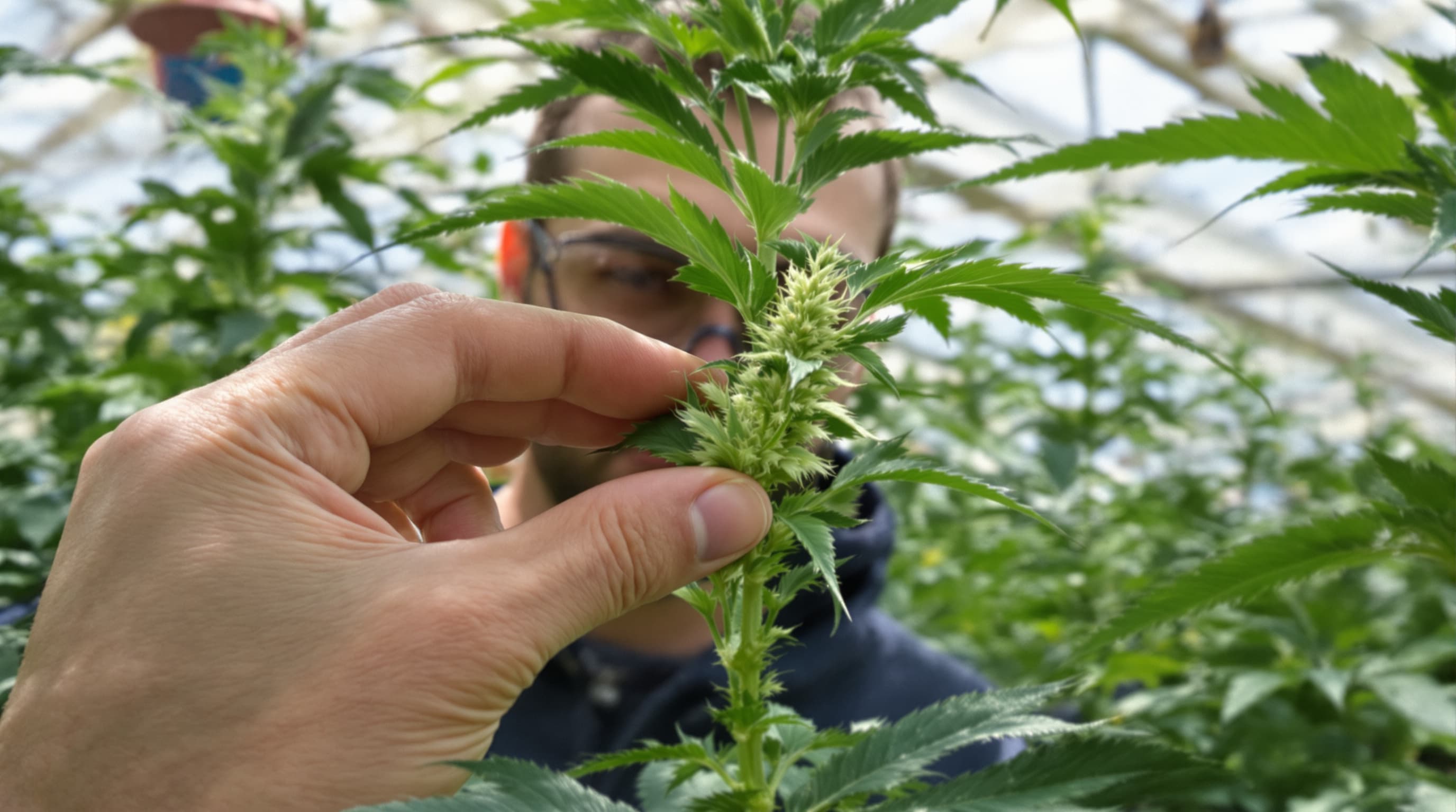 Glandular trichomes on a hemp flower bract — cannabinoid chemistry